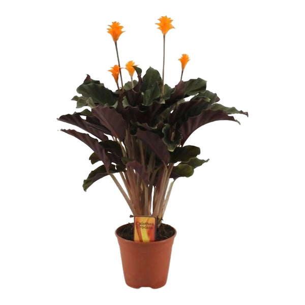 Calathea Crocata