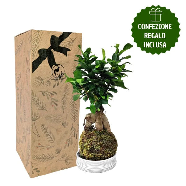 Kokedama Bonsaï Ficus Ginseng avec boîte cadeau
