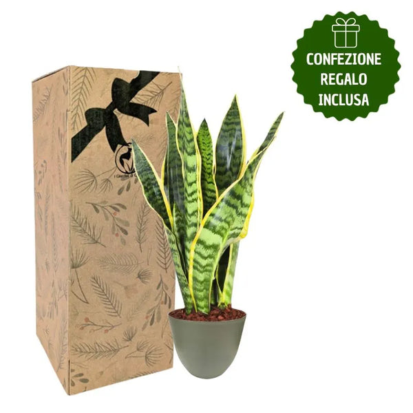 Sansevieria Laurentii H.35 avec boîte cadeau