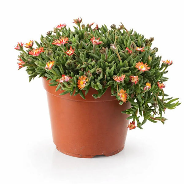 Delosperma colori misti D.14 H.25 cm