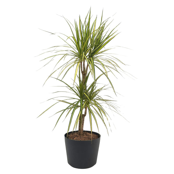 Kiwi Dracena Marginata en pot Orione D. 24 cm