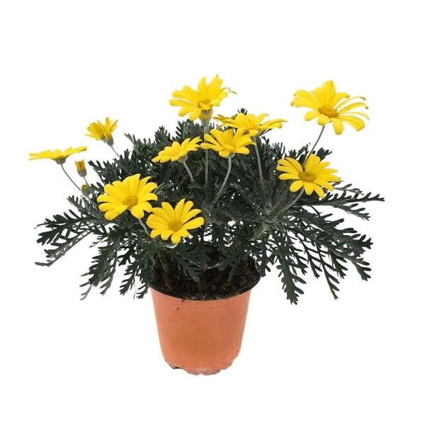 Ensemble de plantes Euryops D. 14 cm H. 30 cm