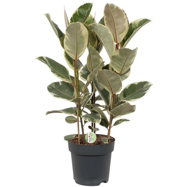 Ficus Élastica Tineke
