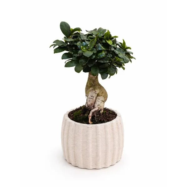Bonsaï ficus ginseng en pot en céramique artisanale Dioniso D.13