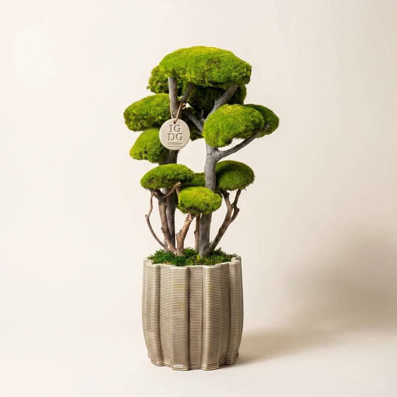 Bonsai Kumori 60 cm. — Muschio Stabilizzato