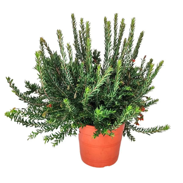 Feu d'artifice Grevillea