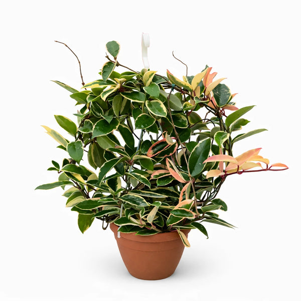 Hoya carnosa panier 18 cm