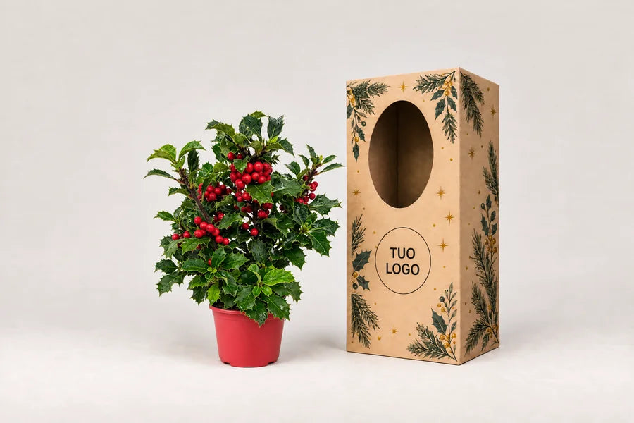 Bonsai Ilex con bacche rosse accanto a una scatola regalo natalizia con spazio per il logo aziendale