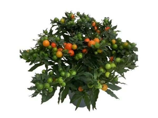 Solanum pseudocapsicum D.17 H.40 cm