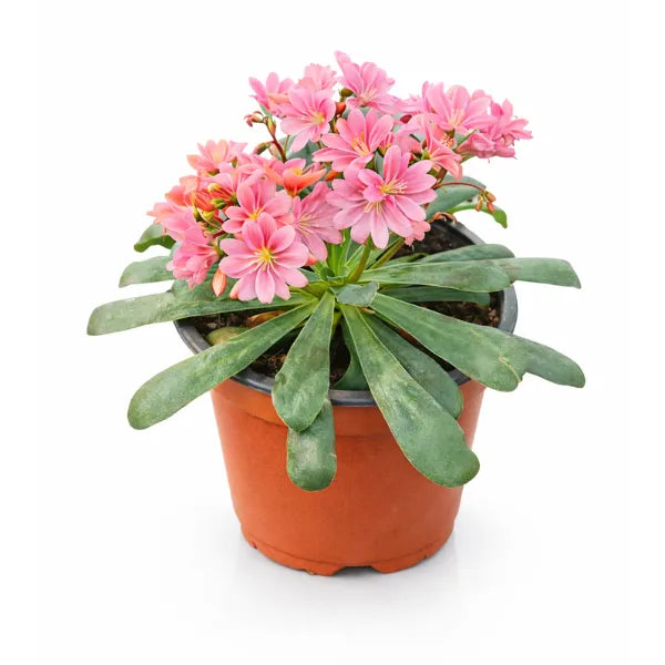 Lewisia couleurs assorties D14 H.25 cm