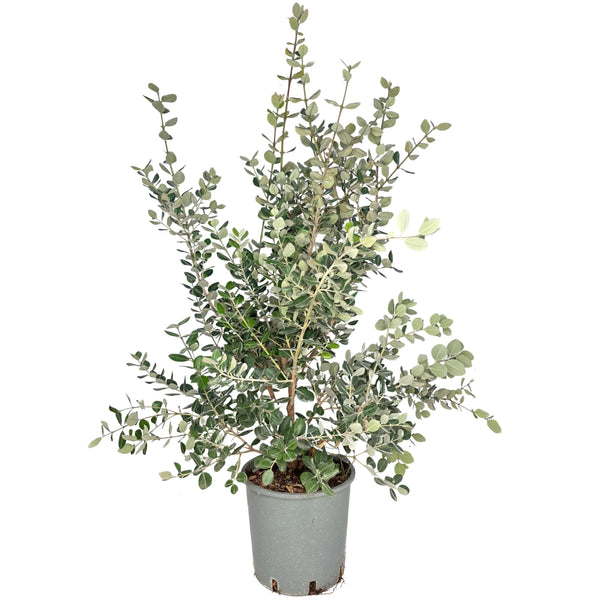 Métrosideros Excelsa