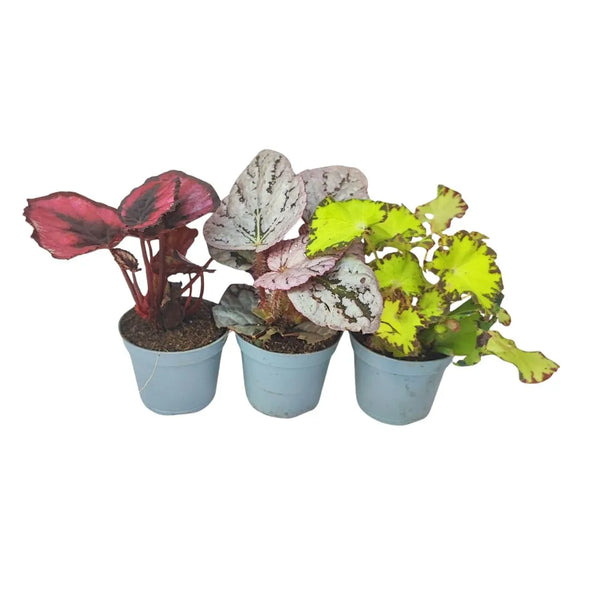 MIni Begonia Beleaf