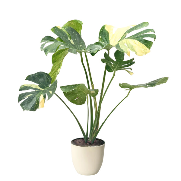 Monstera Thai constellation in vaso di plastica riciclata D. 20 cm H. 85 cm