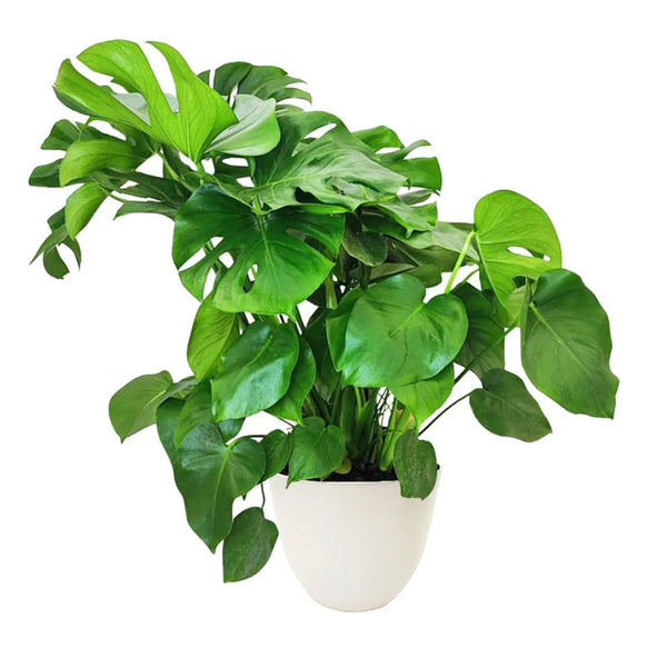 Monstera deliciosa a cespuglio H.70 cm