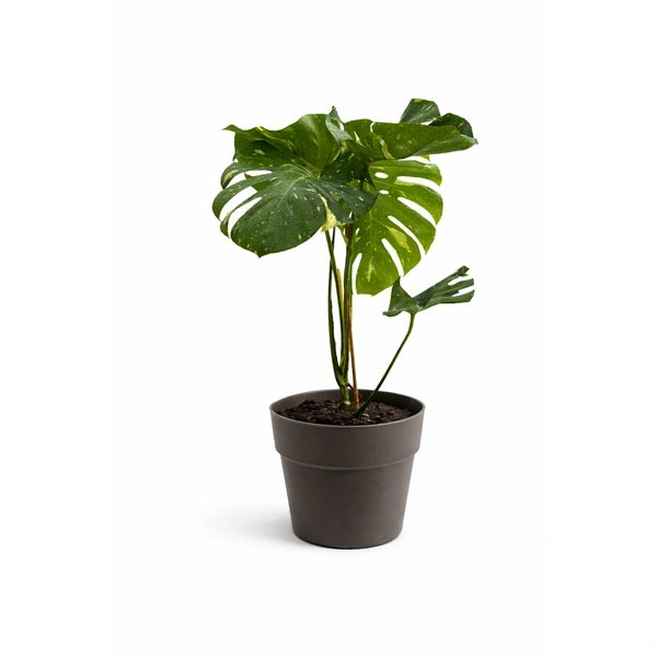 Monstera Thai Constellation en pot Andromède D. 28 H. 100 CM