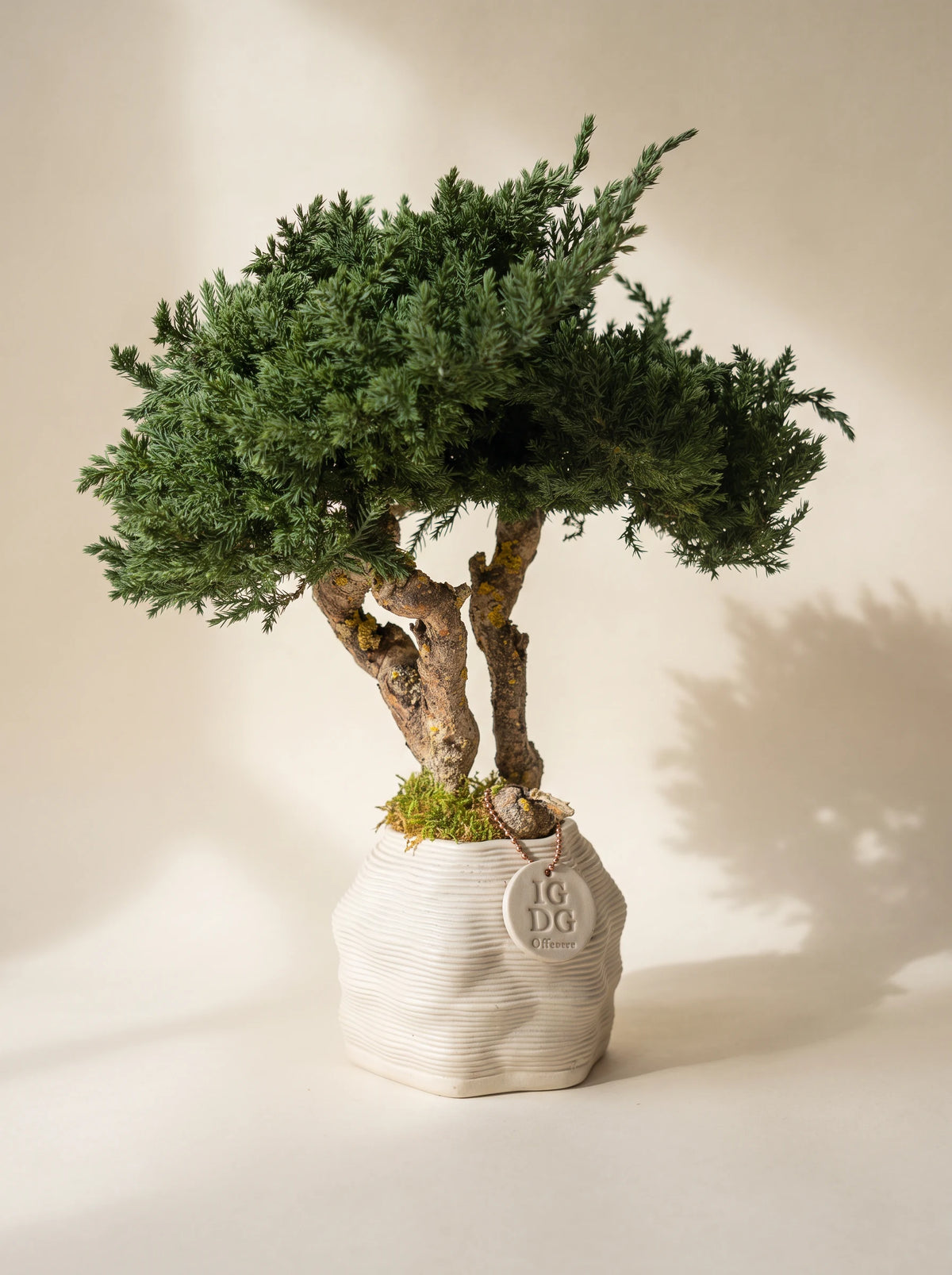 Bonsai Kumori Nagi 38 cm. Ginepro Stabilizzato