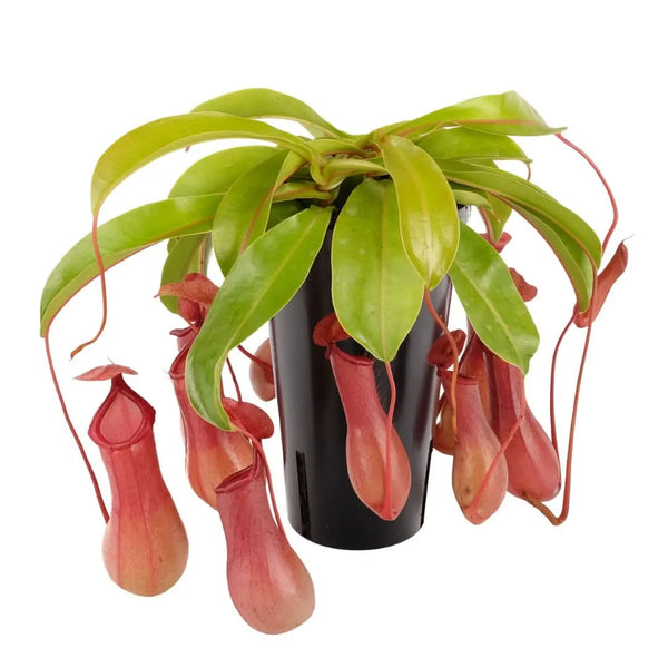 Nepenthes Bloody Mary, plante suspendue, hauteur 30 cm, diamètre du pot 12 cm