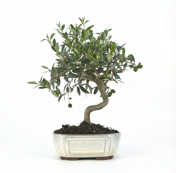 Bonsai Olea europaea 9 anni - Collezione Premium
