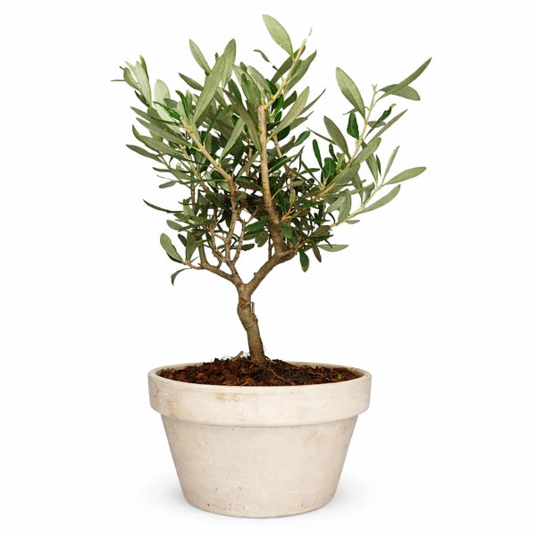 Bonsaï d'olivier dans un pot en granit terracotta. Hauteur de la plante : 40 cm.