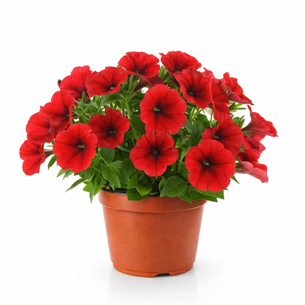 Potunia colori misti D.14 H.25 cm