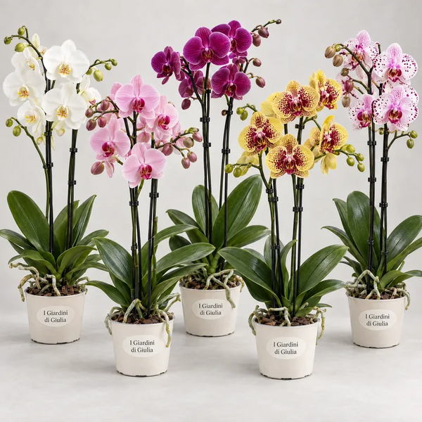 Phalaenopsis colori misti D.12 H.80 cm