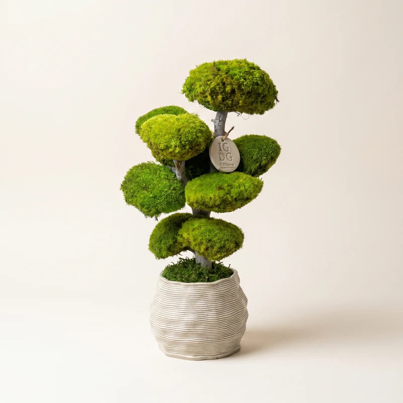 Bonsai Kumori 45 cm. — Muschio Stabilizzato