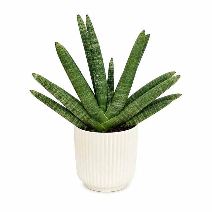 Sansevieria swasdii in vaso Pitti con foglie cilindriche verdi verticali