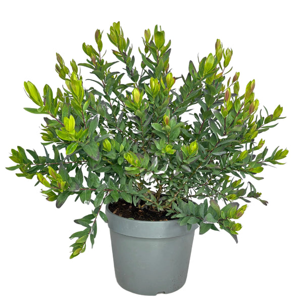 Polygala Myrtifolia