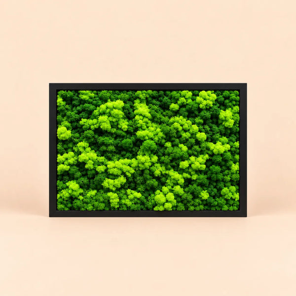 Tableau rectangulaire de lichens stabilisés 45x33 cm – Cadre noir ou blanc