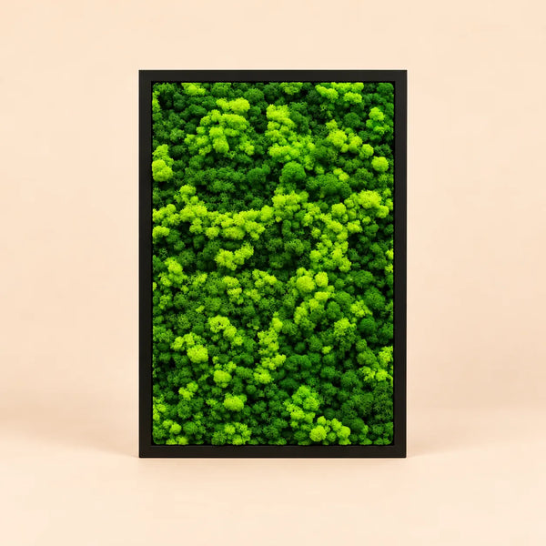 Tableaux rectangulaires de lichen 63x45 cm
