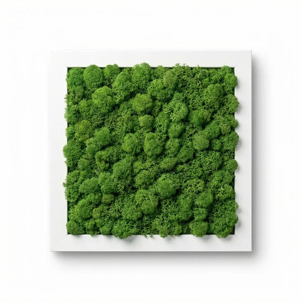 Quadro di Licheni Stabilizzati Cornice Bianca – 30x30, 35x50, 60x40 cm