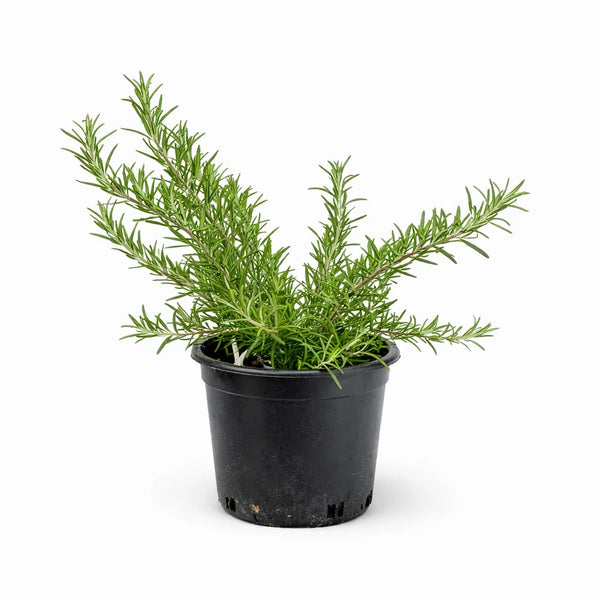 Rosmarinus officinalis prostratus D.18