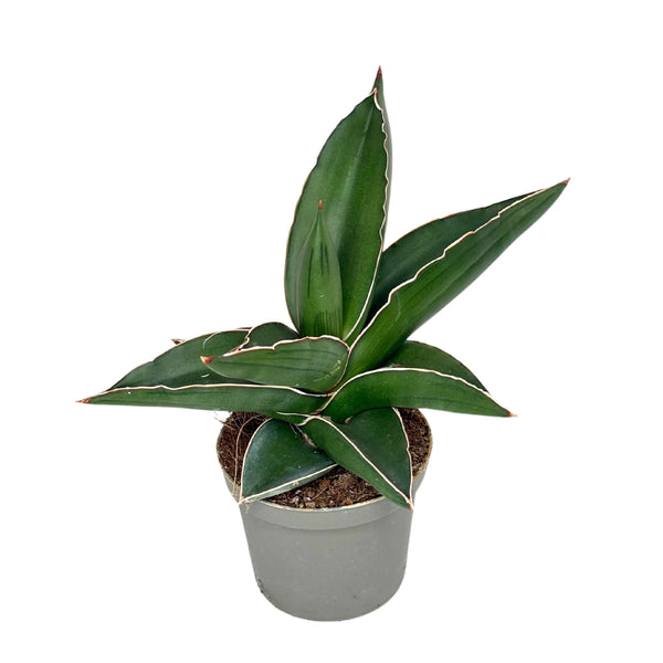 Sansevieria Samurai D. 9 cm H. 20 cm