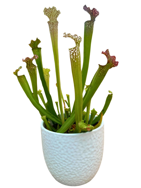 Sarracenia - Plante Carnivore D.13 H.20 cm