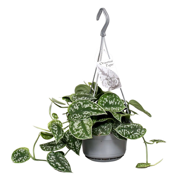Scindapsus pictus 'Argyraeus' Hanging basket 14cm pot SO