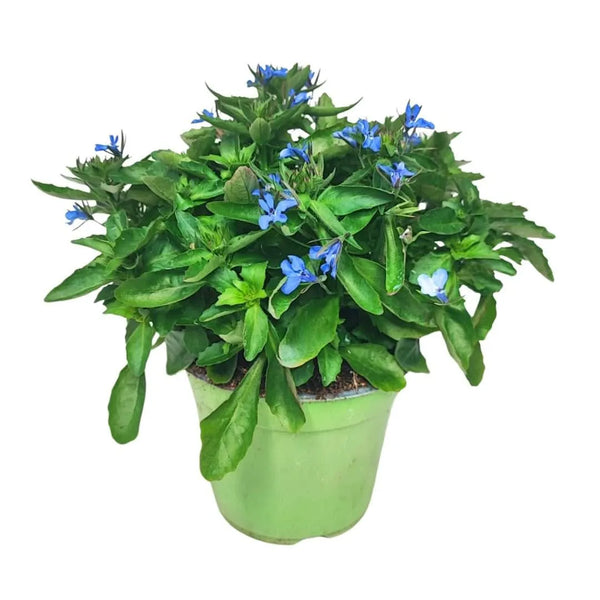 Set piante di Lobelia D. 14 cm H. 20 cm