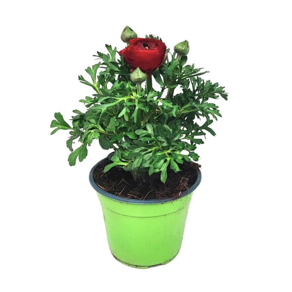 Ensemble de 3 plantes de renoncule, couleurs assorties, D.14 H.25