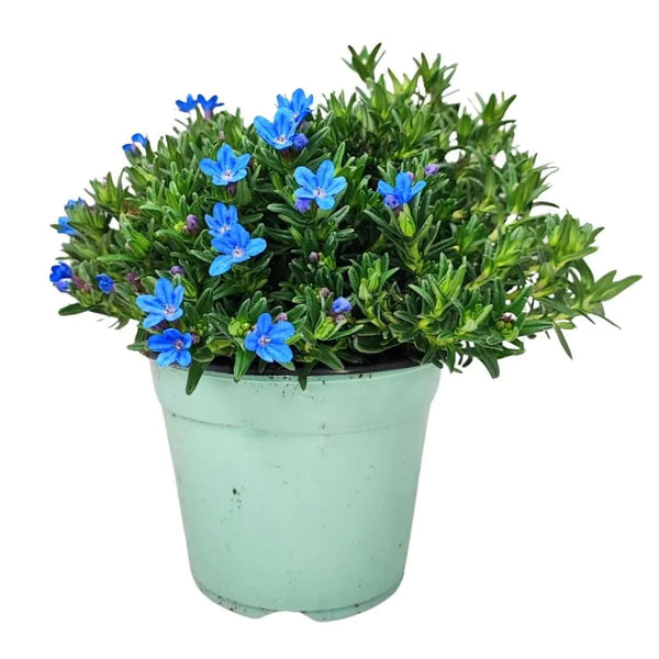 Ensemble de plantes Lithodora D. 14 cm H. 20 cm