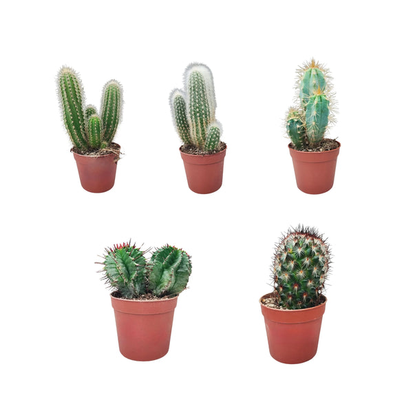 Set 5 piantine Grasse D, 6.5 cm