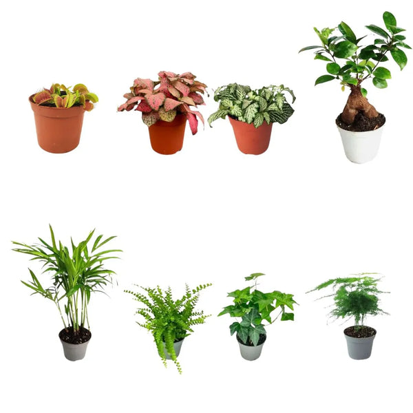 Ensemble de 8 plantes vertes tropicales pour terrarium