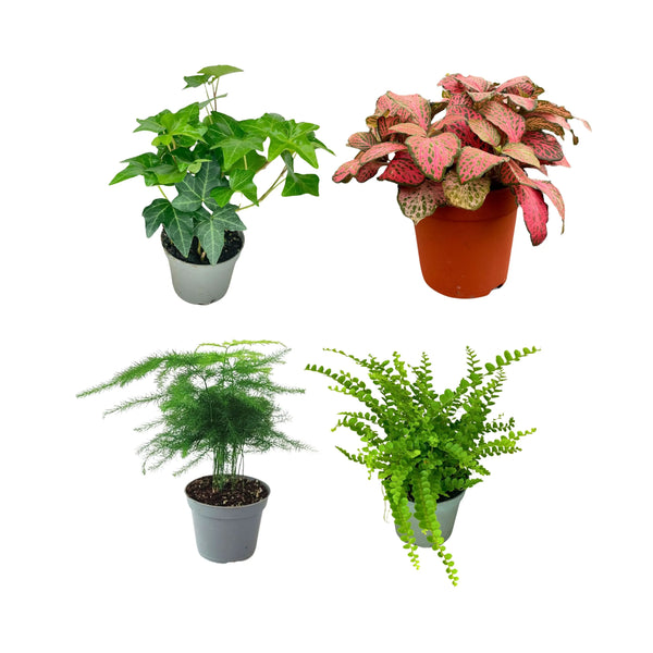 Set 4 piante mix per terrarium - Kit con Fittonia Rosa - Kit con Fittonia Rosa