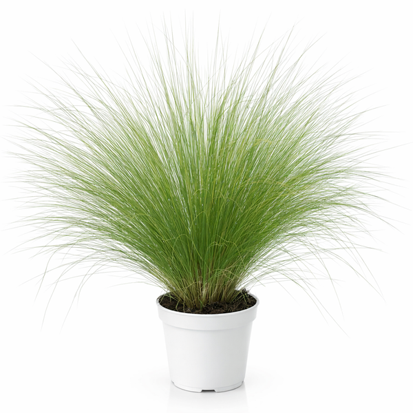 Stipa tenuissima D.15 H.25 cm