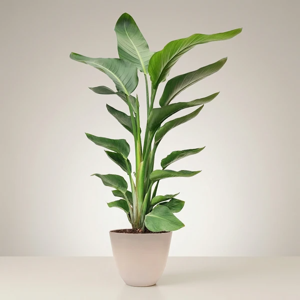 Strelitzia Nicolai 90 cm - Paradise Bird | Pianta Tropicale da Interno
