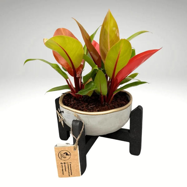 Elégant support pour plantes noir H.15 cm