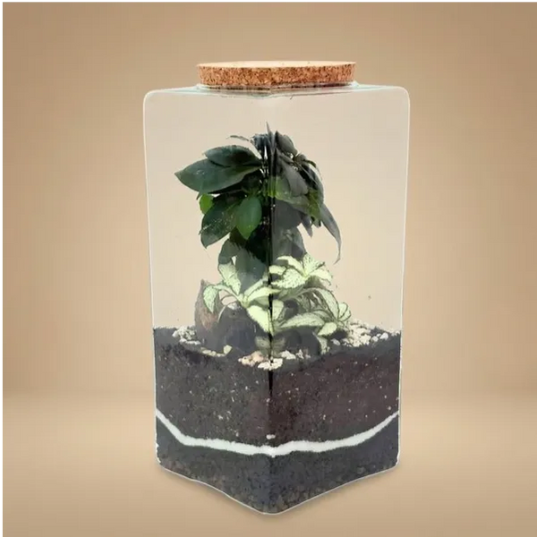Terrarium Musae 12 x 25 cm