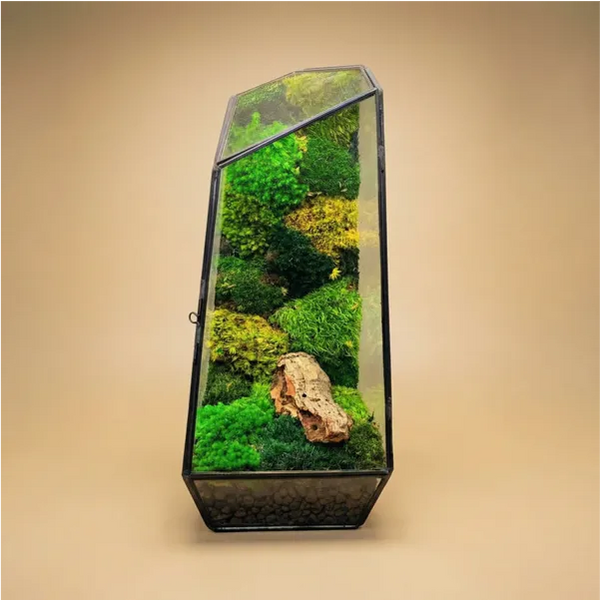 Terrarium diamant avec mousse stabilisée