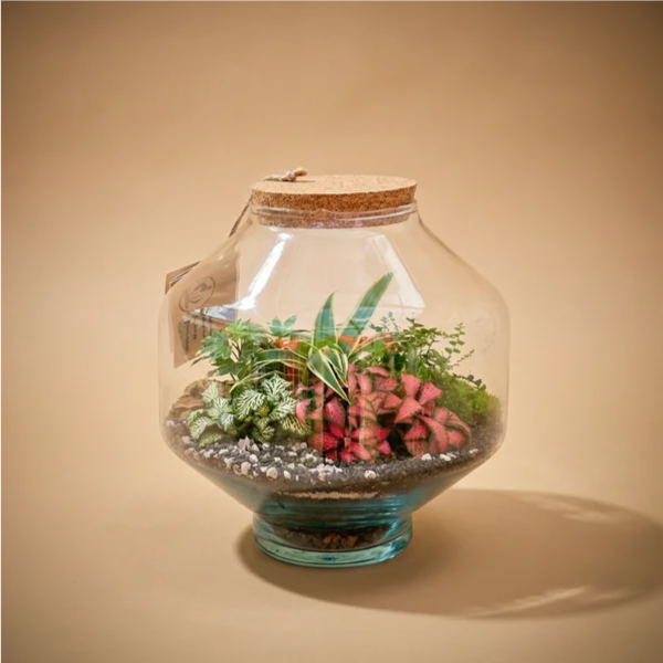 Terrarium Elia avec plantes vertes