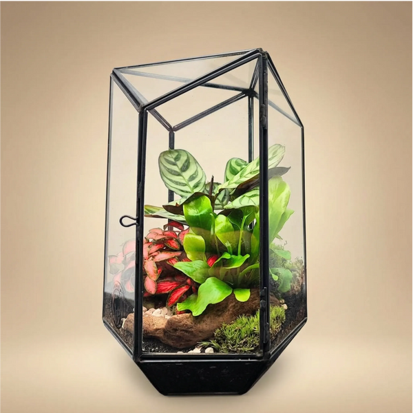 Terrarium geometrico Livia con piante verdi