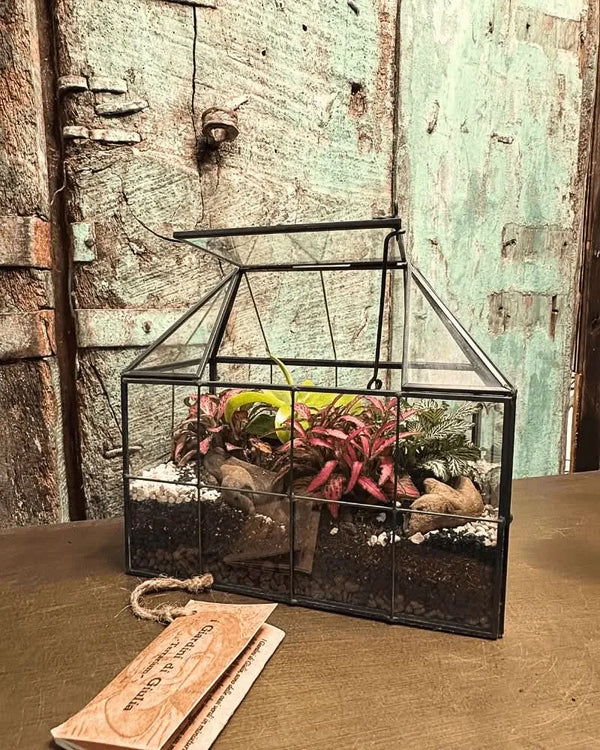 Terrarium Sofia