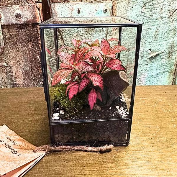 Vitrine de terrariums